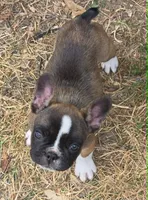 Girl, a female Frenchton for sale in Cambridge, WI – 2 of 3