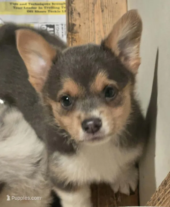 Blue Boy – Pembroke Welsh Corgi puppy for sale in Cambridge, WI