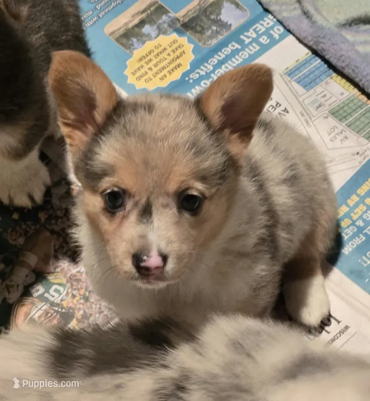 Girl – Pembroke Welsh Corgi puppy for sale in Cambridge, WI