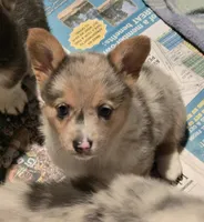 Girl, a female Pembroke Welsh Corgi for sale in Cambridge, WI – 1 of 1