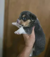 Blue Boy, a male Pembroke Welsh Corgi for sale in Cambridge, WI – 4 of 9