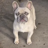 Dusty, a male French Bulldog for sale in Cambridge, WI – 1 of 1