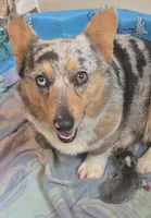 Blue Boy, a male Pembroke Welsh Corgi for sale in Cambridge, WI – 8 of 9