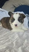 Brindle Male, a male Cardigan Welsh Corgi and Pembroke Welsh Corgi for sale in Cambridge, WI – 1 of 2