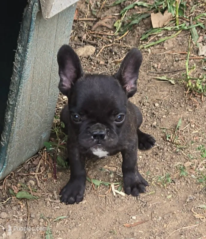 Black Boy – Frenchton puppy for sale in Cambridge, WI