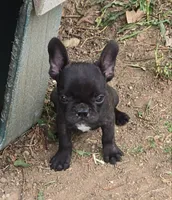 Black Boy, a male Frenchton for sale in Cambridge, WI – 1 of 3