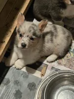 Merle Girl, a female Pembroke Welsh Corgi for sale in Cambridge, WI – 2 of 5