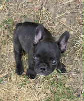Black Boy, a male Frenchton for sale in Cambridge, WI – 2 of 3