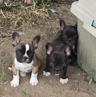 Brindle Boy, a male Frenchton for sale in Cambridge, WI – 3 of 3