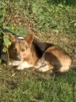 Blue Boy, a male Pembroke Welsh Corgi for sale in Cambridge, WI – 9 of 9