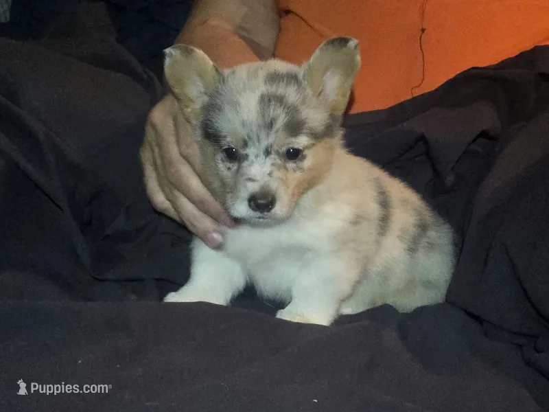 Merle Girl – Pembroke Welsh Corgi puppy for sale in Cambridge, WI