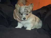 Merle Girl, a female Pembroke Welsh Corgi for sale in Cambridge, WI – 1 of 5
