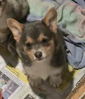 Blue Boy, a male Pembroke Welsh Corgi for sale in Cambridge, WI – 2 of 9