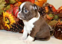 Betty #1 Girl AKC, a female Boston Terrier for sale in Anderson, SC – 3 of 3