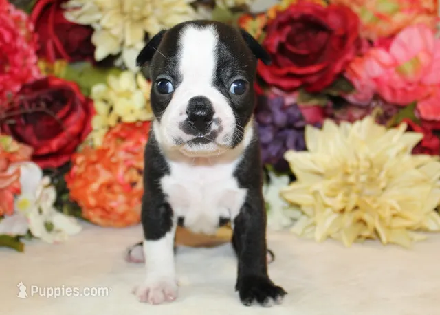 Lyla's #1 AKC Girl  – Boston Terrier puppy for sale in Anderson, SC