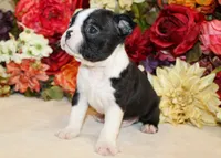 Pepper's Boy AKC, a male Boston Terrier for sale in Anderson, SC – 3 of 4