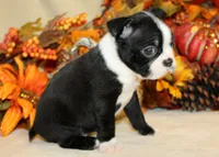 Betty's #4 Boy AKC, a male Boston Terrier for sale in Anderson, SC – 2 of 3