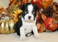 Betty's #2 Boy AKC, a male Boston Terrier for sale in Anderson, SC – 1 of 3