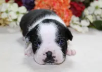 Maple #2 AKC Boy, a male Boston Terrier for sale in Anderson, SC – 4 of 4