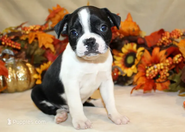 Betty's#3 Boy AKC Readynow – Boston Terrier puppy for sale in Anderson, SC