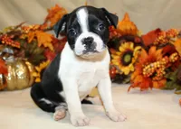 Sale Pending , a male Boston Terrier for sale in Anderson, SC – 1 of 4
