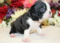 Pepper's #4 Girl AKC, a female Boston Terrier for sale in Anderson, SC – 2 of 3