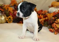 Sale Pending , a male Boston Terrier for sale in Anderson, SC – 3 of 4