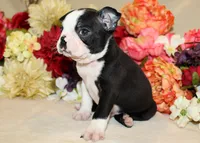 AKC Boy #1 Ready Now, a male Boston Terrier for sale in Anderson, SC – 3 of 5