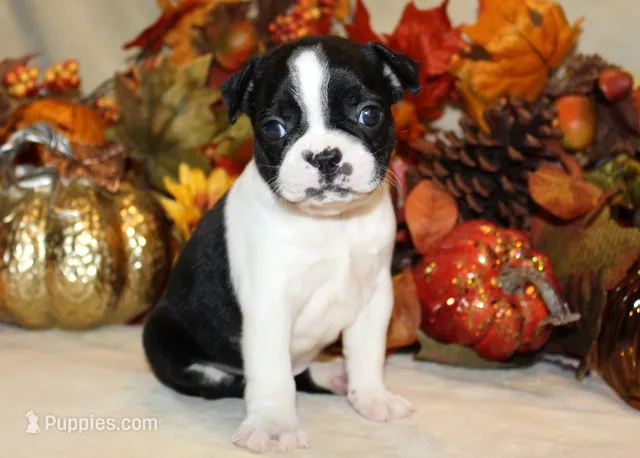 Betty's #3 Boy AKC – Boston Terrier puppy for sale in Anderson, SC