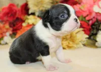 Pepper's #8 Boy AKC, a male Boston Terrier for sale in Anderson, SC – 2 of 3