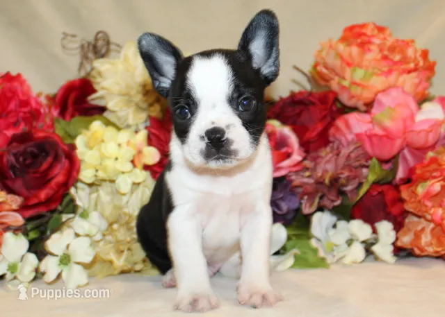 Maple #2 AKC Boy – Boston Terrier puppy for sale in Anderson, SC