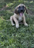 Big Girl, a female Fila Brasileiro for sale in Anderson, SC – 2 of 4