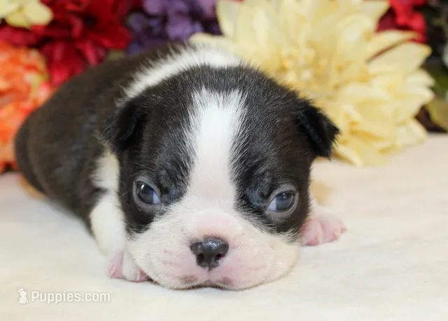 Pepper's #6 Boy AKC – Boston Terrier puppy for sale in Anderson, SC