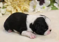 Lyla's #5 AKC Boy, a male Boston Terrier for sale in Anderson, SC – 2 of 3