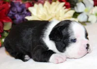 Pepper's #1 Girl AKC, a female Boston Terrier for sale in Anderson, SC – 2 of 3