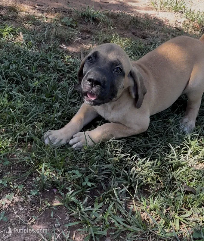 Big Girl – Fila Brasileiro puppy for sale in Anderson, SC