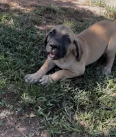 Big Girl, a female Fila Brasileiro for sale in Anderson, SC – 1 of 4