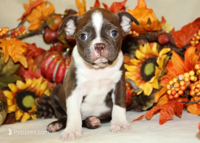 Betty#1 Girl AKC Readynow – Boston Terrier puppy for sale in Anderson, SC