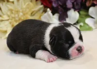 Lyla's #4 AKC Boy, a male Boston Terrier for sale in Anderson, SC – 2 of 3