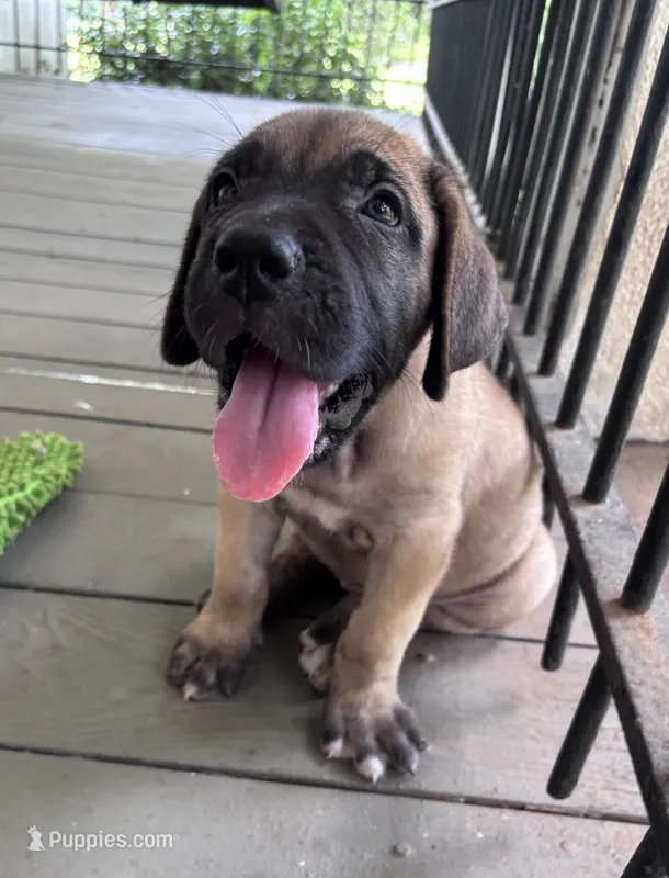 Willow  – Fila Brasileiro puppy for sale in Anderson, SC