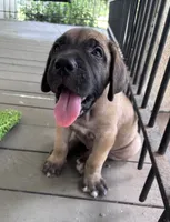 Willow , a female Fila Brasileiro for sale in Anderson, SC – 1 of 5