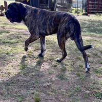 Willow , a female Fila Brasileiro for sale in Anderson, SC – 3 of 5