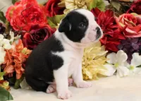 Maple #2 AKC Boy, a male Boston Terrier for sale in Anderson, SC – 2 of 4