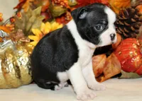 Betty's #2 Boy AKC, a male Boston Terrier for sale in Anderson, SC – 2 of 3