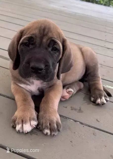 Mercy – Fila Brasileiro puppy for sale in Anderson, SC