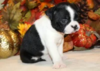 Betty's #3 Boy AKC, a male Boston Terrier for sale in Anderson, SC – 2 of 3
