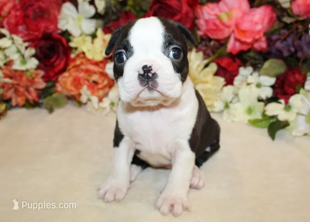 Pepper's #3 Girl AKC – Boston Terrier puppy for sale in Anderson, SC