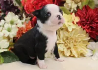 Maple #4 AKC Boy, a male Boston Terrier for sale in Anderson, SC – 2 of 4
