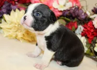 Pepper's #8 Boy AKC, a male Boston Terrier for sale in Anderson, SC – 3 of 3