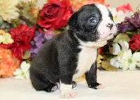 Pepper's #5 Boy AKC, a male Boston Terrier for sale in Anderson, SC – 2 of 3